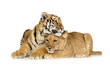 Quadro Lion Cub (5 months) and tiger cub (5 months)