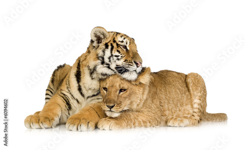 Lion Cub (5 months) and tiger cub (5 months) Lion Cub (5 months) and tiger cub (5 months)