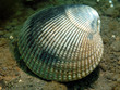Hairy Cockle (Clinocardium ciliatum) -1