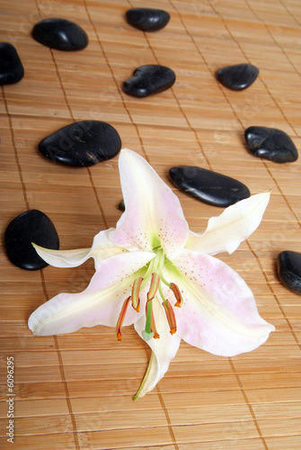 Foto: Steine mit Lilienblüte Steine mit Lilienblüte