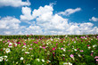 Champ fleuri avec ciel bleu et nuages Champ fleuri avec ciel bleu et nuages
