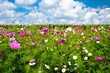 Champ fleuri avec ciel bleu et nuages Champ fleuri avec ciel bleu et nuages