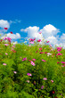 Champ fleuri avec ciel bleu et nuages Champ fleuri avec ciel bleu et nuages