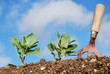 Broadbeans and Fork