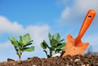 Broadbeans and Trowel