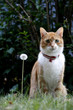 Catt and Dandelion