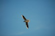 vole mouette