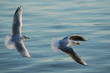 mouette sur le lac d'annecy