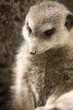 suricate