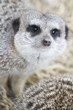 suricate