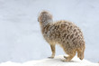 suricate