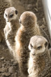 suricate