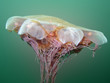 Lion's Mane Jellyfish