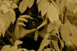 Photographer hiding through the leaves Photographer hiding through the leaves