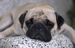 Foto: fatigué fatigué