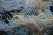 Photo: Seeanemonen Seeanemonen