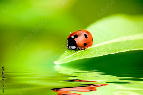 Photo: Ladybug balanced on a bright green leaf with reflection Ladybug balanced on a bright green leaf with reflection