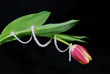Tulip Twist