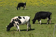 Photo: vacas vacas