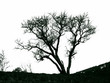 Dry riverside tree Dnepr island Hortica