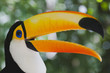 Farbenprächtiger Tukan - Ramphastos toco