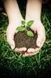 hand holding a green plant on soil
