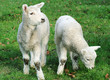 Spring Lambs