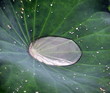 Poche d'eau dans une fleur de lotus Poche d'eau dans une fleur de lotus