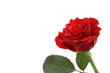 beautiful red rose beautiful red rose