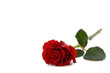 beautiful red rose beautiful red rose