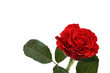 beautiful red rose beautiful red rose