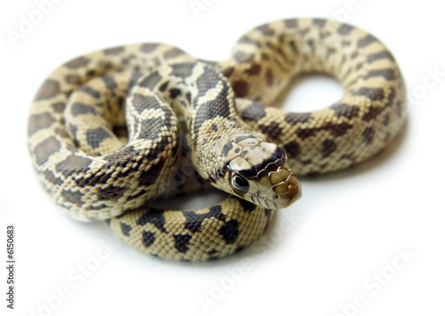 Bull Snake-Gopher Snake Bull Snake-Gopher Snake
