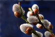 catkin