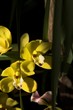Orchidee