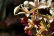 Orchidee