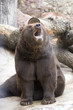 Photo: Roaring bear sitting in cold weather outside Roaring bear sitting in cold weather outside