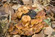 Fungus Fungus