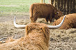 Cattle seen from behind Cattle seen from behind