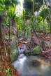 Images : Rain forest