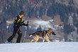 avalanche dog