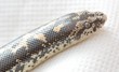 boa constrictor