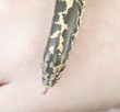 child holding a boa snake