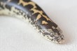 boa constrictor