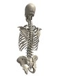 skelett torso mit schädel