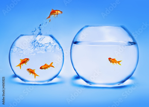 goldfish jumping out of the water goldfish jumping out of the water