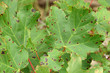 Champigon rhytisma sur feuille d'érable,Aude,Pyrénées