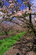 POMMIERS EN FLEURS 2