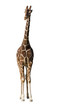girafe