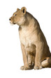lionne
