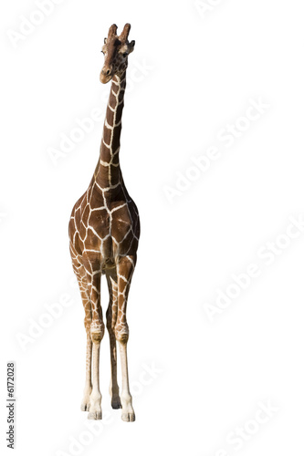 girafe